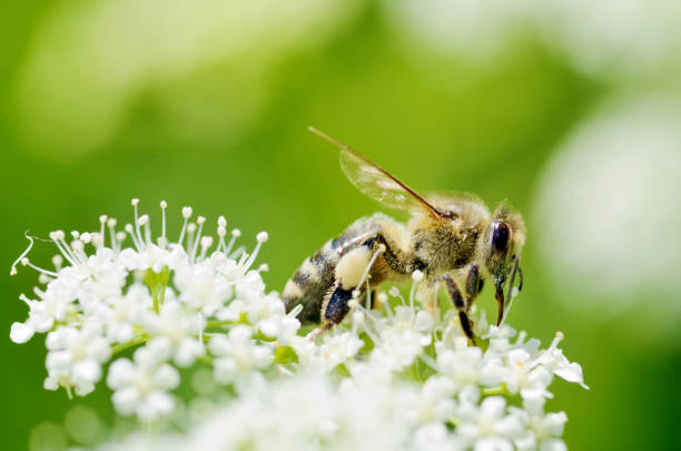 istock Bee collects pollen from a flower. 985953726