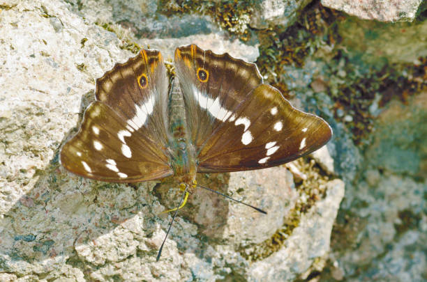 istock Beautiful butterfly sitting on a stone. 985953796