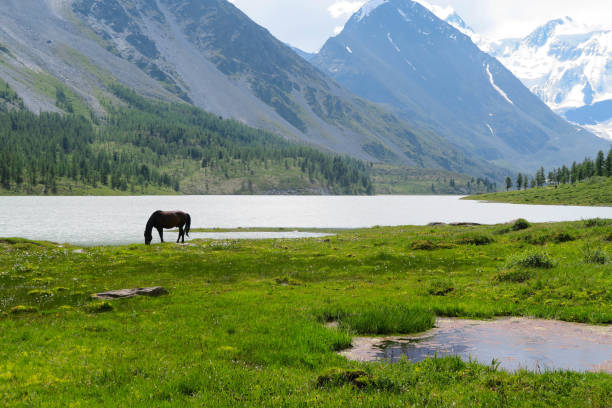 istock Altai Mountains landscape. Akkem lake 985955136