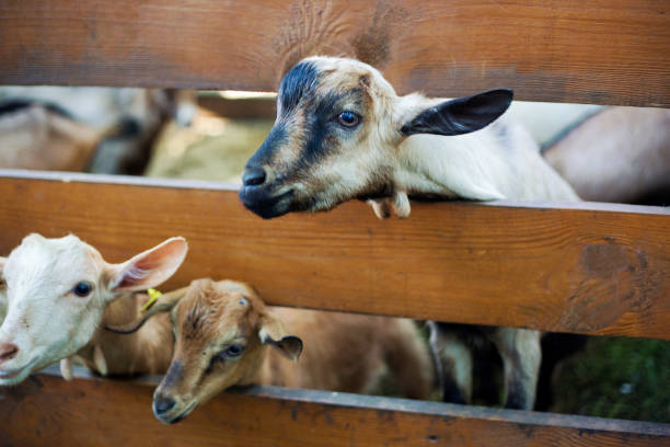 istock goats on the farm 985960176