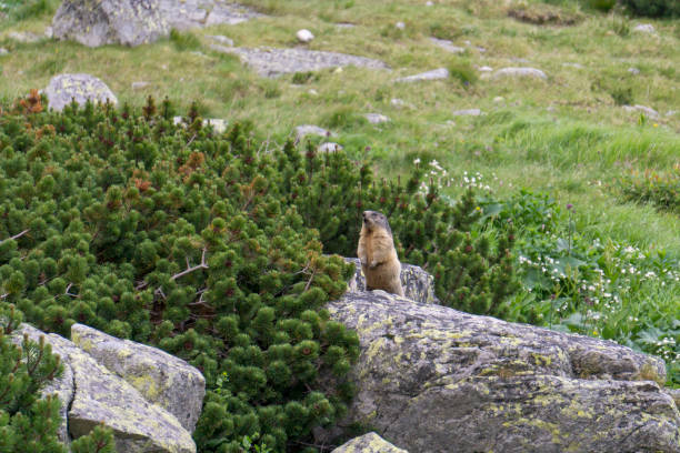 istock Marmot in the natural environment. Tatra Mountains. Poland. 985960310