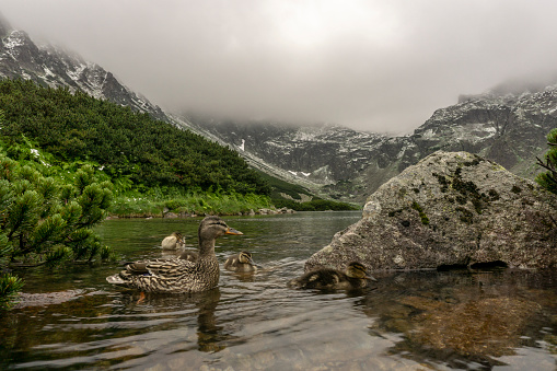 Duck with young in a mountain lake. Tatra Mountains, Black Pond Gasienicowy.