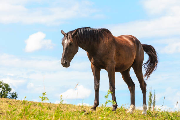 istock Majestic graceful brown horse in meadow. 985961134