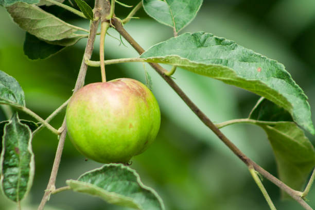 an unripe apple that acquires a red color. An apple hanging on a tree branch