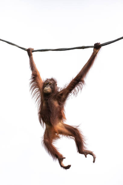 Portrait of an orangutan in a rainforest. Portrait of a hairy orangutan swinging from a wine against the bright sky. Singapore. swinging stock pictures, royalty-free photos & images