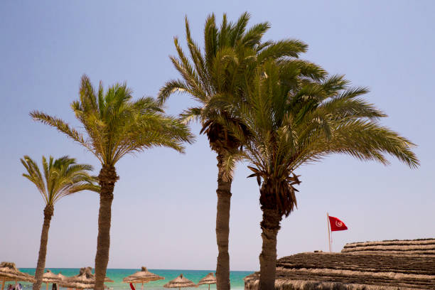 Sunset and palm trees, Djerba, Tunisia.