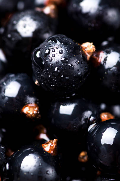 istock Macro of fresh black currant berries with water drops 985971560