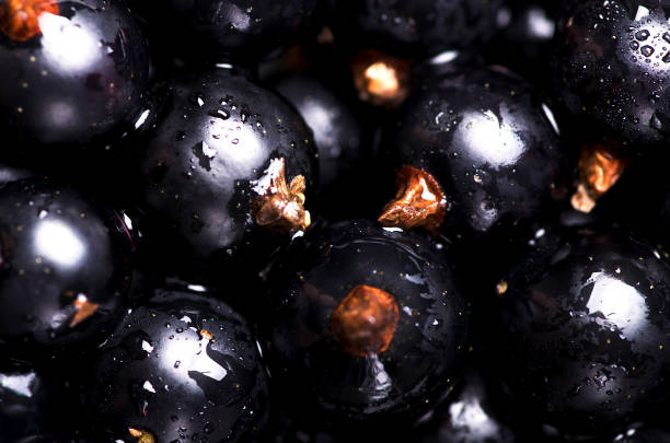 istock Macro of fresh black currant berries with water drops 985973620