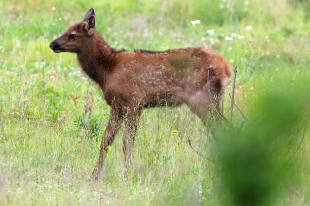 istock Elk Cow and Calf 985984208