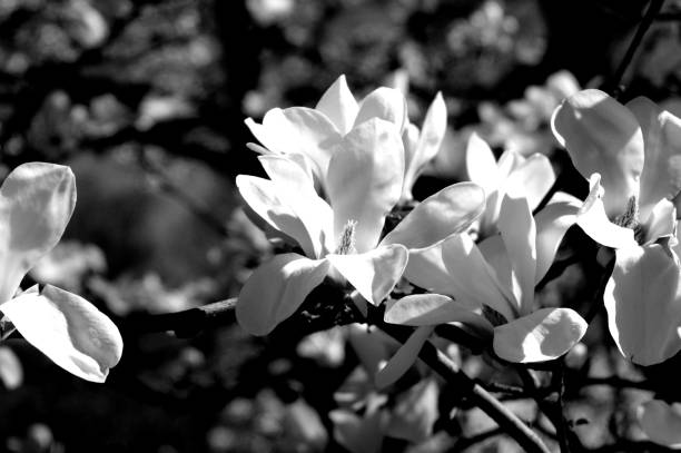 istock Plenty of flowers, magnolias in spring 985985908