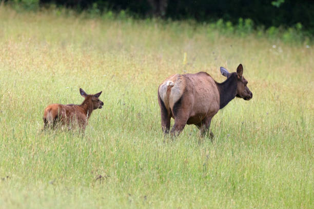 istock Elk Cow and Calf 985988214
