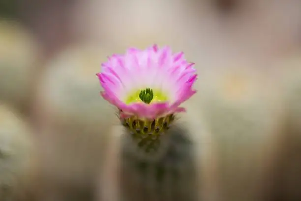 Cactus flower, pink, summer, closeup