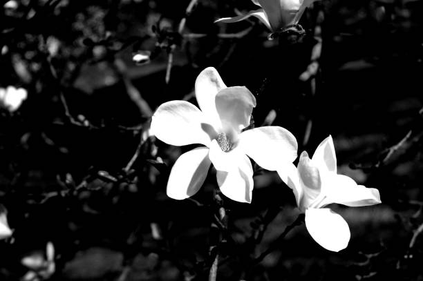 istock Plenty of flowers, magnolias in spring 985995458