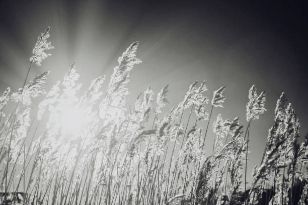 Coastal Reed in bright sunlight. Black and white image.