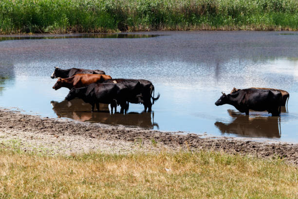 istock Herd of cows at the watering place 985996268