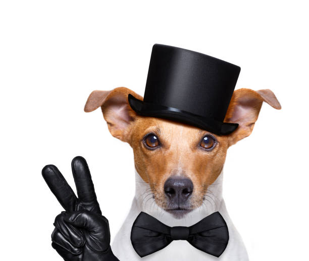 istock cool curious  dog looks at you 985996328