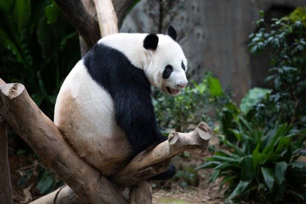 istock Portrait of a black and white panda. 985998694