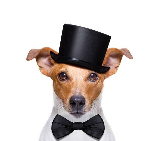 istock cool curious  dog looks at you 985999078