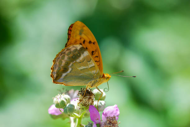 Argynnis paphia Argynnis paphia - Silver washed Fritillary - Cengaver silver washed fritillary butterfly stock pictures, royalty-free photos & images