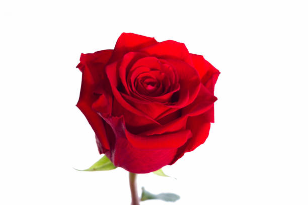 istock Ecuadorian Rose 986005200