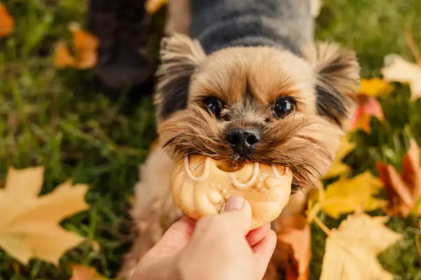 Yorkshire Terrier.Dog is symbol of New 2018 year, according to Chinese calendar, Year Of Yellow Earth Dog. Pet, dog,