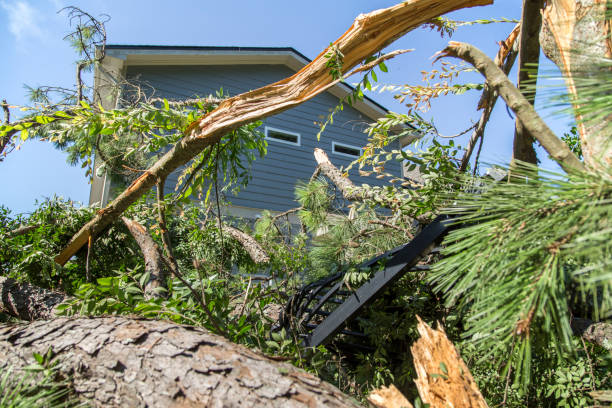 tree damage tornado hurricane winds house insurance - cyclone fence imagens e fotografias de stock