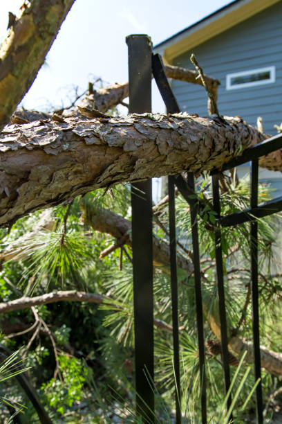 Tree Damage Tornado Hurricane Winds House Insurance A tree fell and destroyed a house after a tornado or hurricane powered wind storm.  Insurance claim is now needed for the home repairs after the storm. georgia tornado stock pictures, royalty-free photos & images