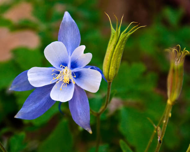 Colorado Blue Columbine
