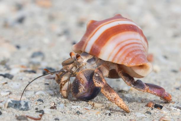 istock Close up of a beautiful little hermit crab in a stripey shell 986023954
