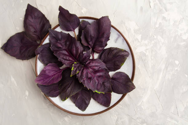 Red or purple fresh basil on ceramic plate