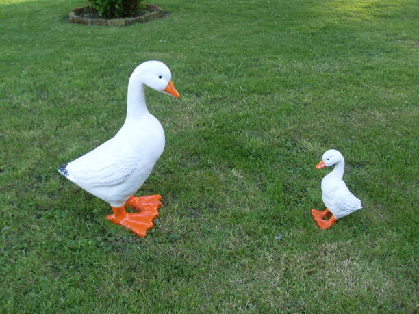 istock Geese in the lawn 986032082