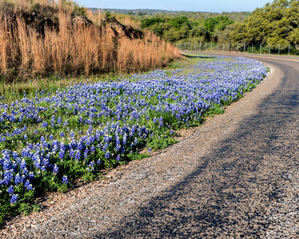istock Curved Road with Bluebonnet Curves 986034404