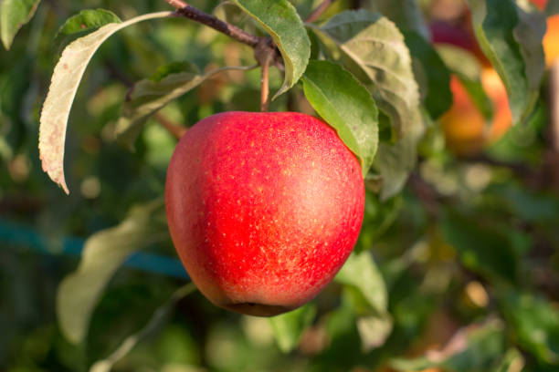 istock Red ripe juicy apple on the apple tree, new harvest 986035136
