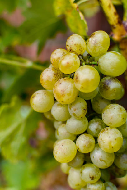 istock White wine grapes riesling, ready to harvest and making wine 986035178