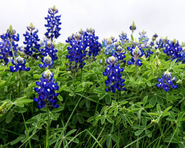 istock Closeup of Bluebonnets against a White Sky 986035318