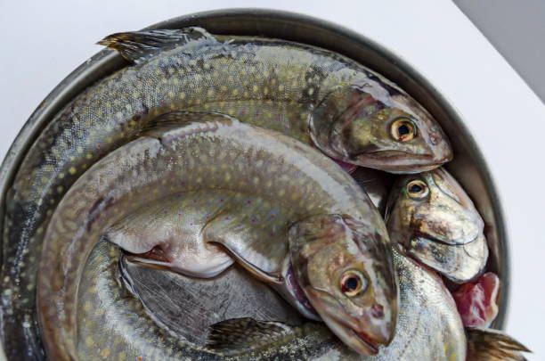 istock View of fresh raw small fish in the baking dish after cleaning 986035810