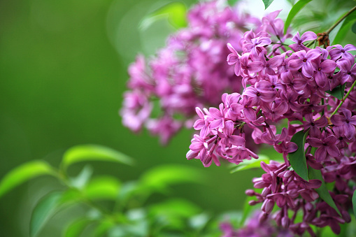 Pink lilac flower blooms (Syringa vulgaris) with green background and copy space