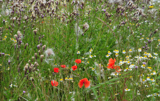 istock summer meadow with poppies and chamomile flowers 986040270