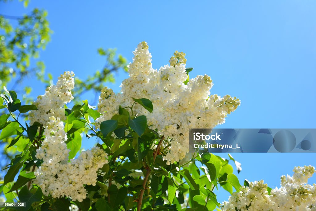 White flowers of lilac in the spring garden. Bush with fragrant white flowers. Beauty Stock Photo