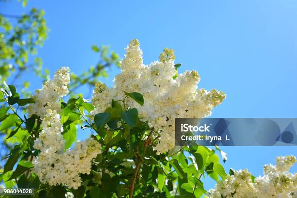 White Flowers Of Lilac In The Spring Garden Bush With Fragrant White Flowers Stock Photo - Download Image Now