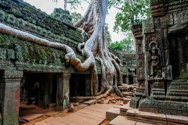 The Ta Prohm is a old temple with trees and roots over the walls in the famous Angkor Wat complex near the city of Siem Reap in Cambodia.