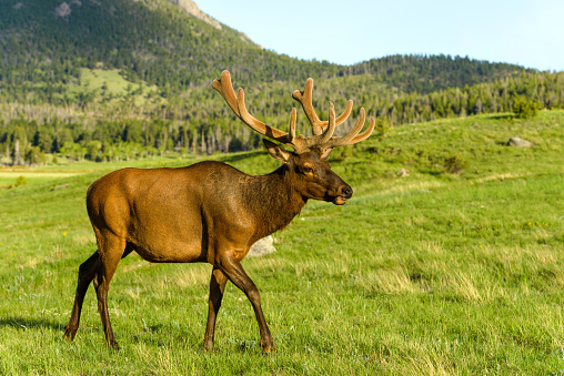 A mature bull elk walking and grazing on a mountain meadow at a Spring sunset. Rocky Mountain National Park, Colorado, USA.