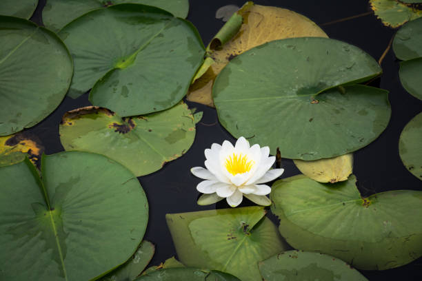 istock lily pad surrounded by green vegetation 986051010