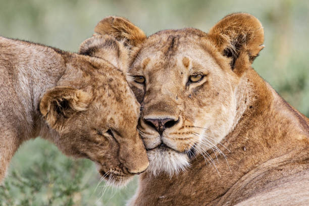 istock Lions in the Masai Mara in Kenya 986051932