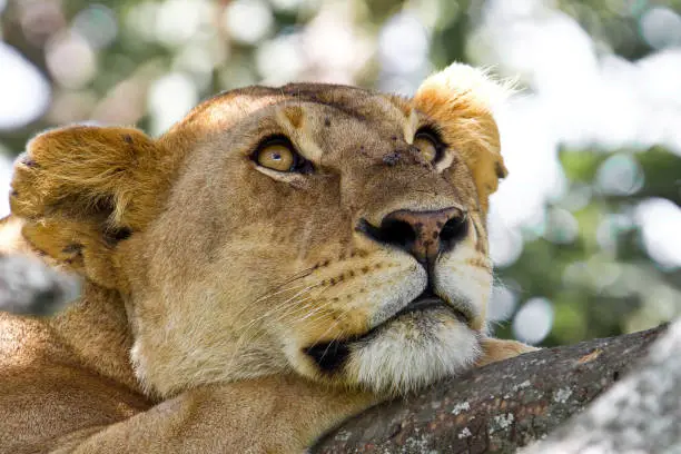 This lioness was resting in a tree in the Serengeti National Park in Tanzania