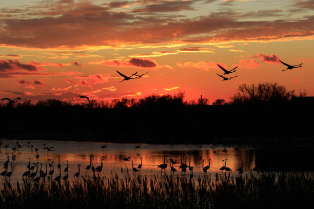 Flamingo at sunset stock photo