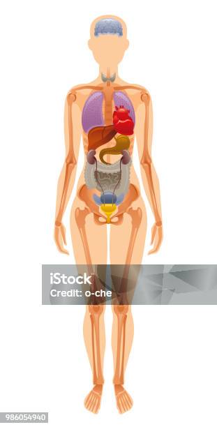 Vector Illustration Eps10 Isolé Fond Blanc Symbole De Squelette Organe Interne Humaine Réaliste 3d Foie Figure Féminine Brains Côtes Dos De Cœur Affiche De Corps De Santé Anatomie Médicale Plat Infographique Vecteurs libres de droits et plus d'images vectorielles de Corps humain