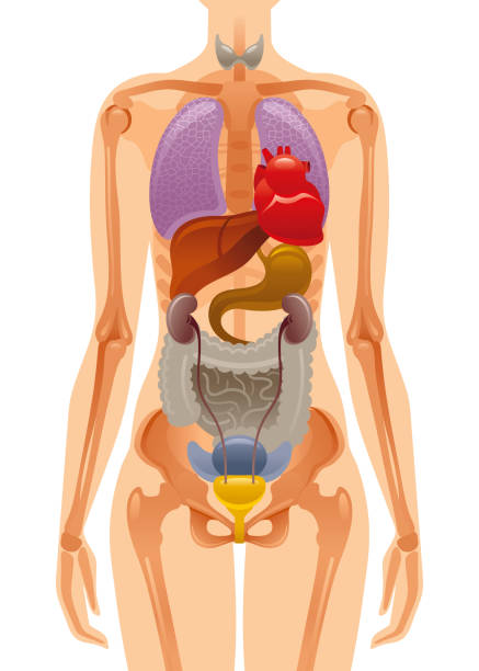 ilustracja wektorowa eps10 wyizolowała białe tło. realistyczny ludzki symbol szkieletu narządów wewnętrznych, 3d kobieta postać wątroby mózgi kości serca żebra. plakat ciała zdrowia. infografika o płaskiej anatomii medycznej - women the human body body hip stock illustrations