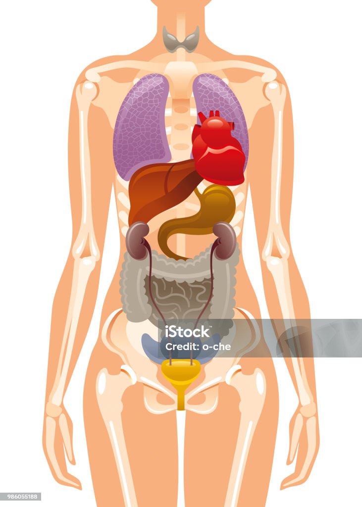 Vector illustration eps10 isolé fond blanc. Symbole de squelette organe interne humaine réaliste, 3d foie figure féminine brains côtes d’OS de cœur. Affiche de corps de santé. Anatomie médicale plat infographique - clipart vectoriel de Corps humain libre de droits