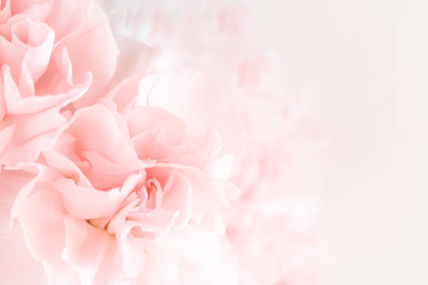 istock Pink Carnation Flowers Bouquet. 986055916